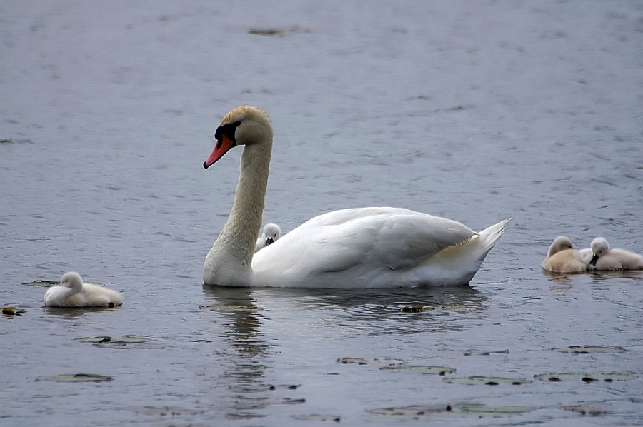 Mute Swan